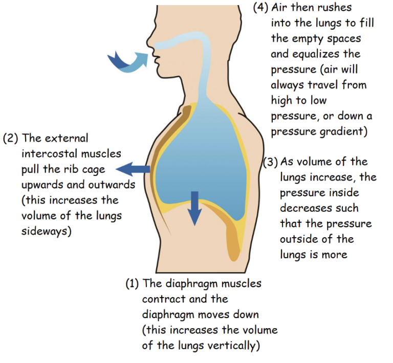 Inhalation